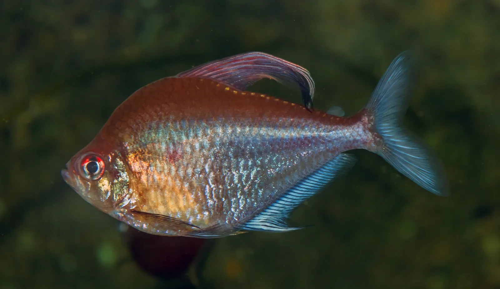 Bleeding Heart Tetra (Megalamphodus erythrostigma)