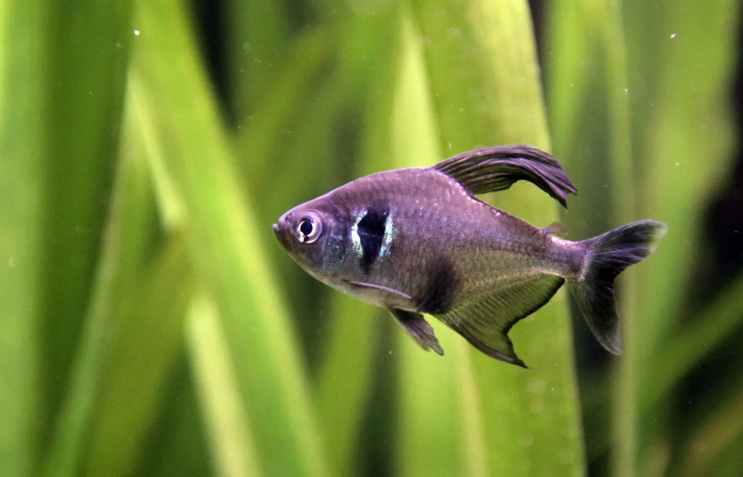 Black Phantom Tetra (Megalamphodus megalopterus)
