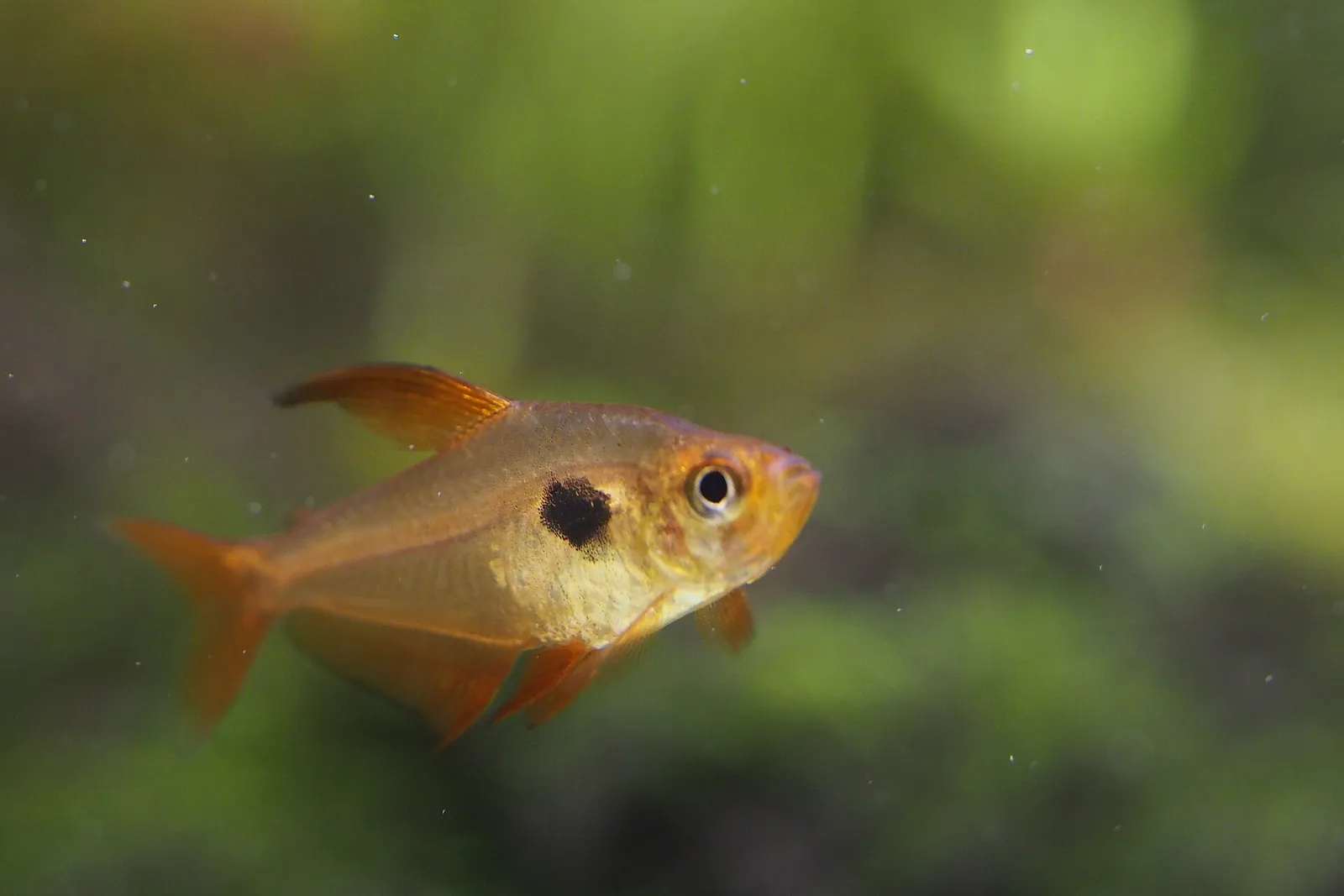 Red Phantom Tetra (Megalamphodus sweglesi)