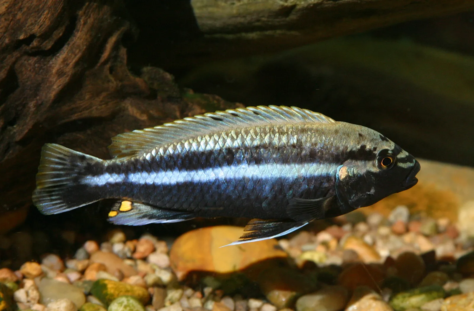 Golden mbuna (Melanochromis auratus)