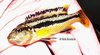 Melanochromis chipokae Female