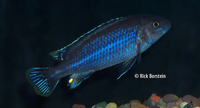 Melanochromi dialeptos Male