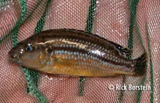 Melanochromis dialeptos Female