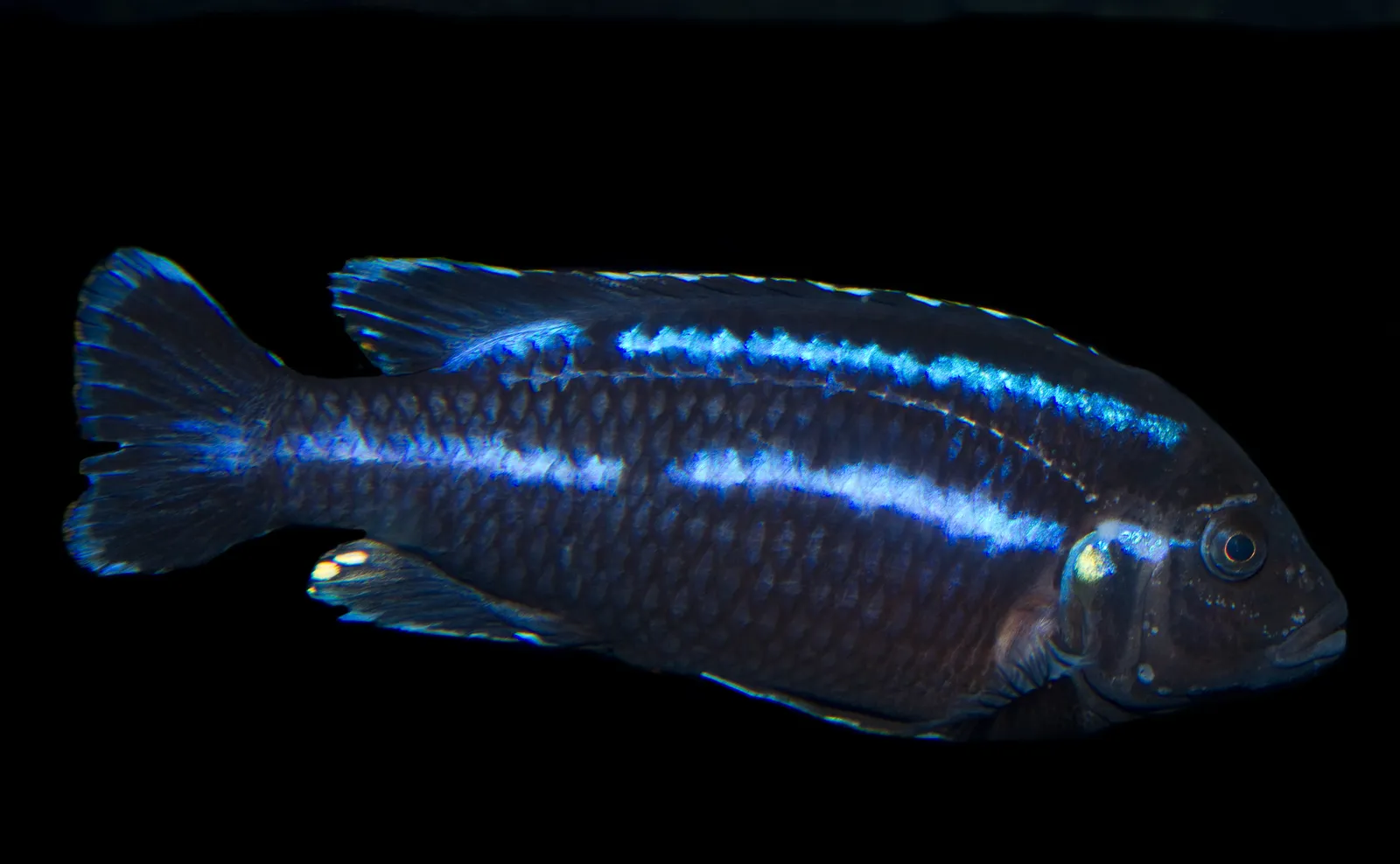 Parallel Striped Mbuna (Melanochromis loriae)