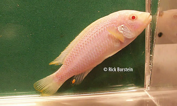 Melanochromis vermivorus