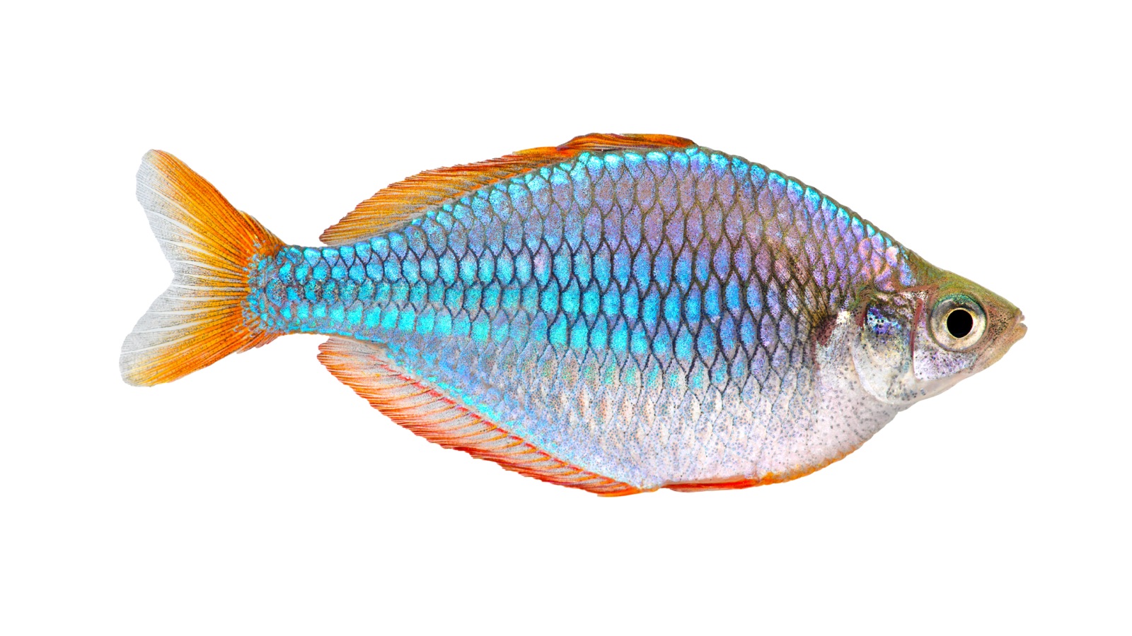 Dwarf neon rainbowfish (Melanotaenia praecox), a small deep-bodied male with electric blue-green flanks and red-orange fins