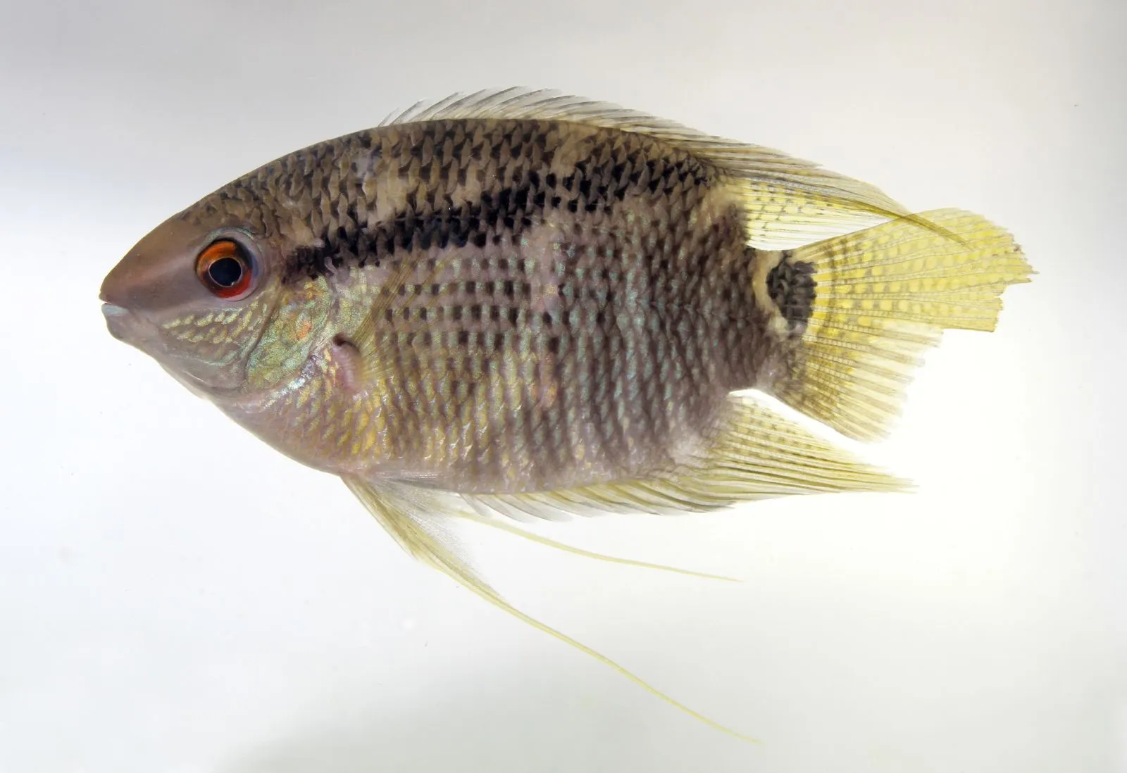Flag cichlid (Mesonauta insignis)