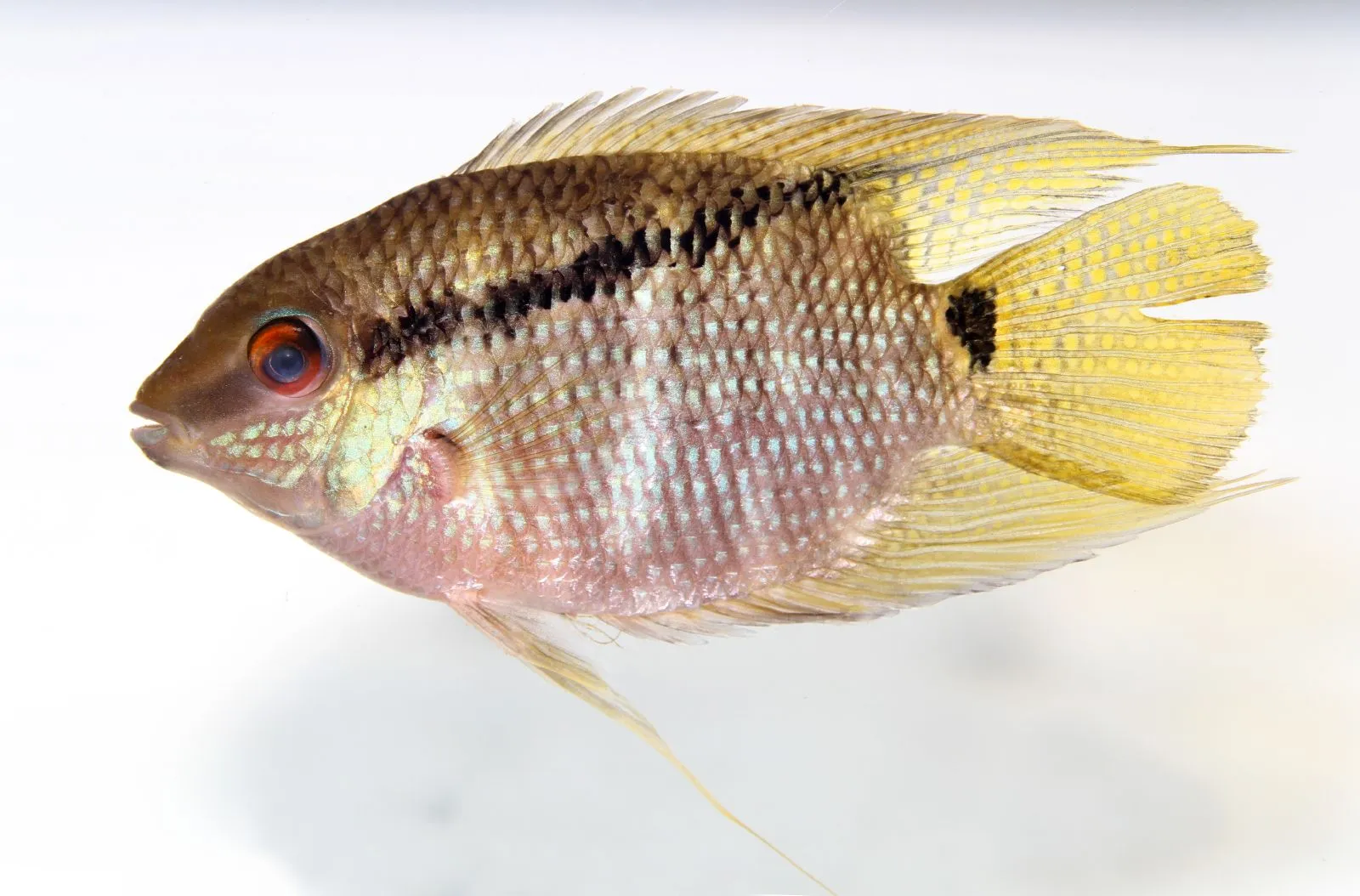 Flag cichlid (Mesonauta insignis)