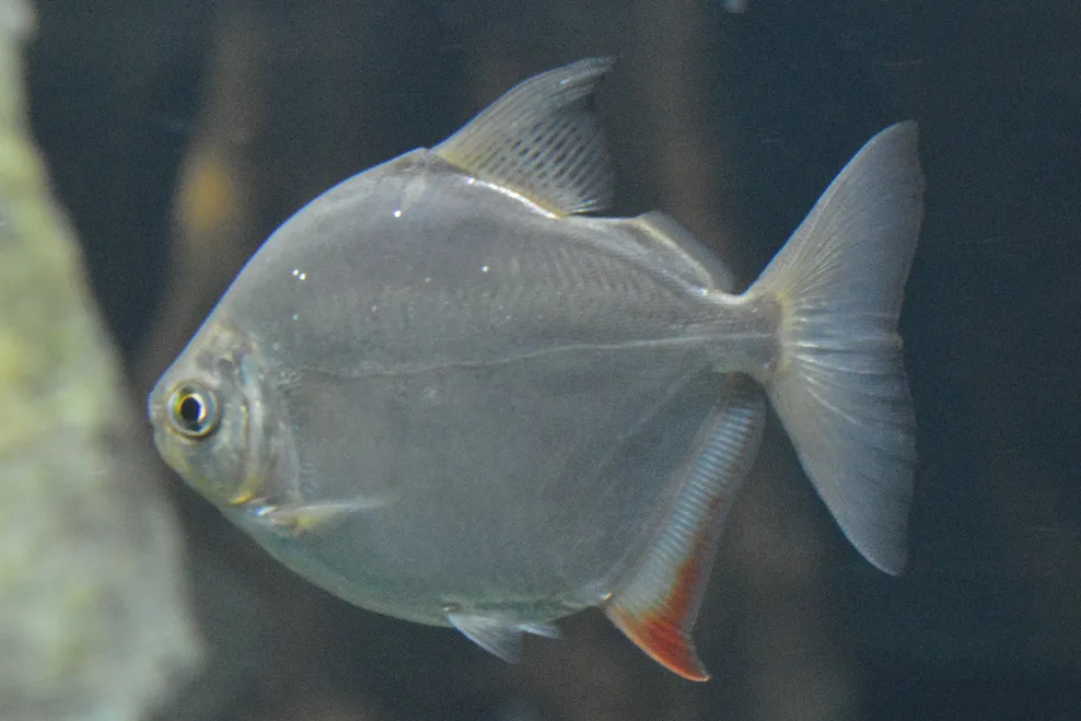 Silver dollar (Metynnis hypsauchen)