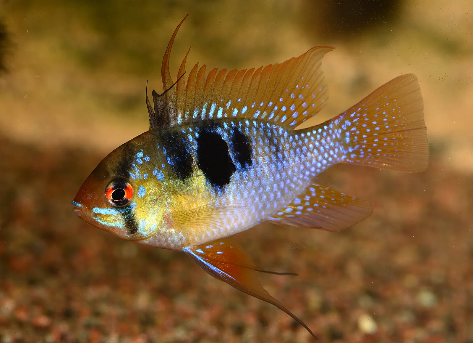 Blue ram (Mikrogeophagus ramirezi)