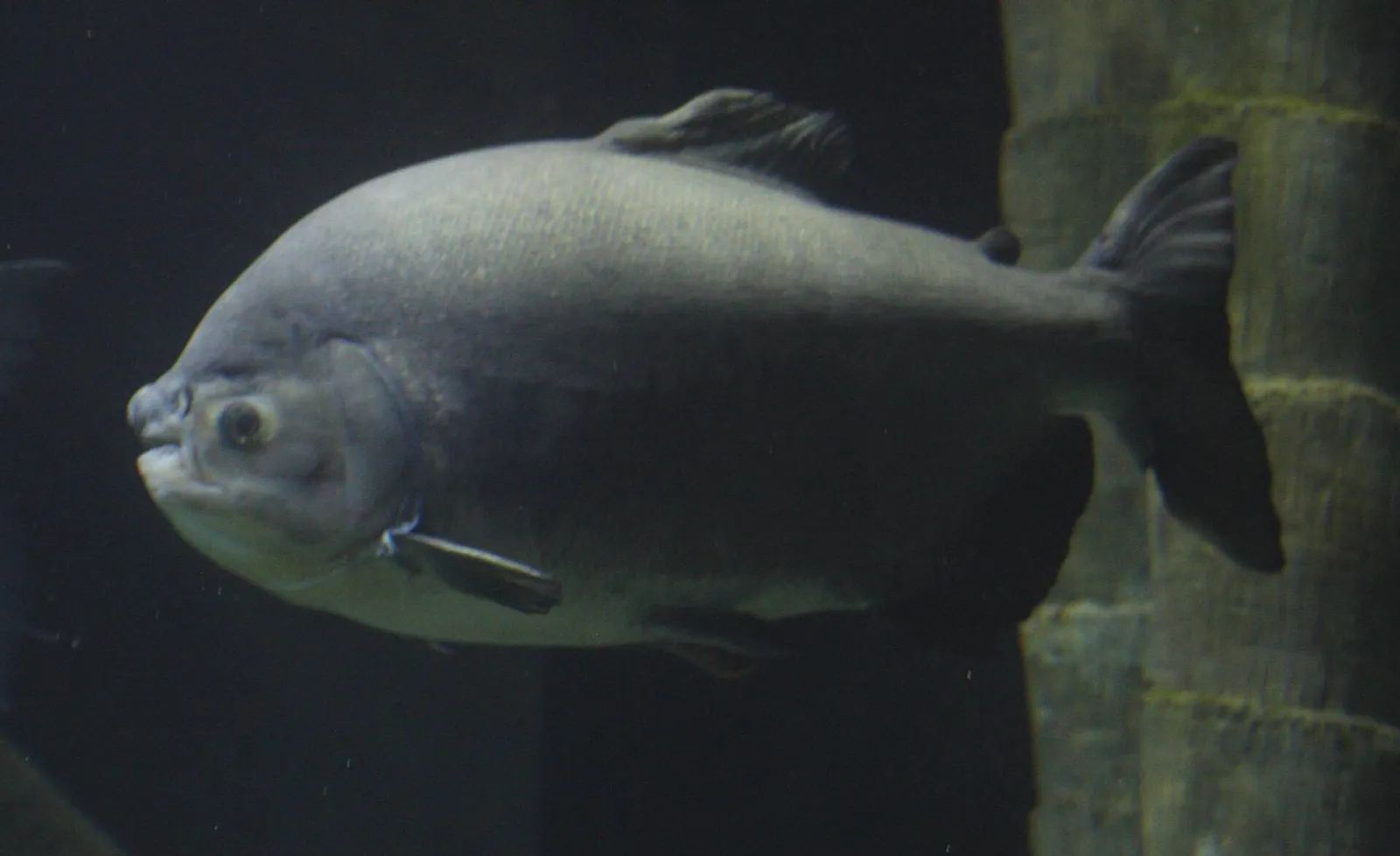 Silver dollar (Myleus pacu)