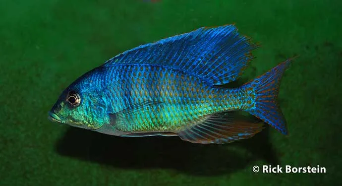 Mylochromis ericotaenia Male