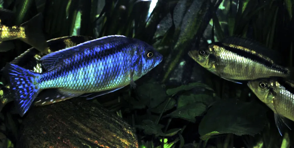 Mylochromis melanonotus