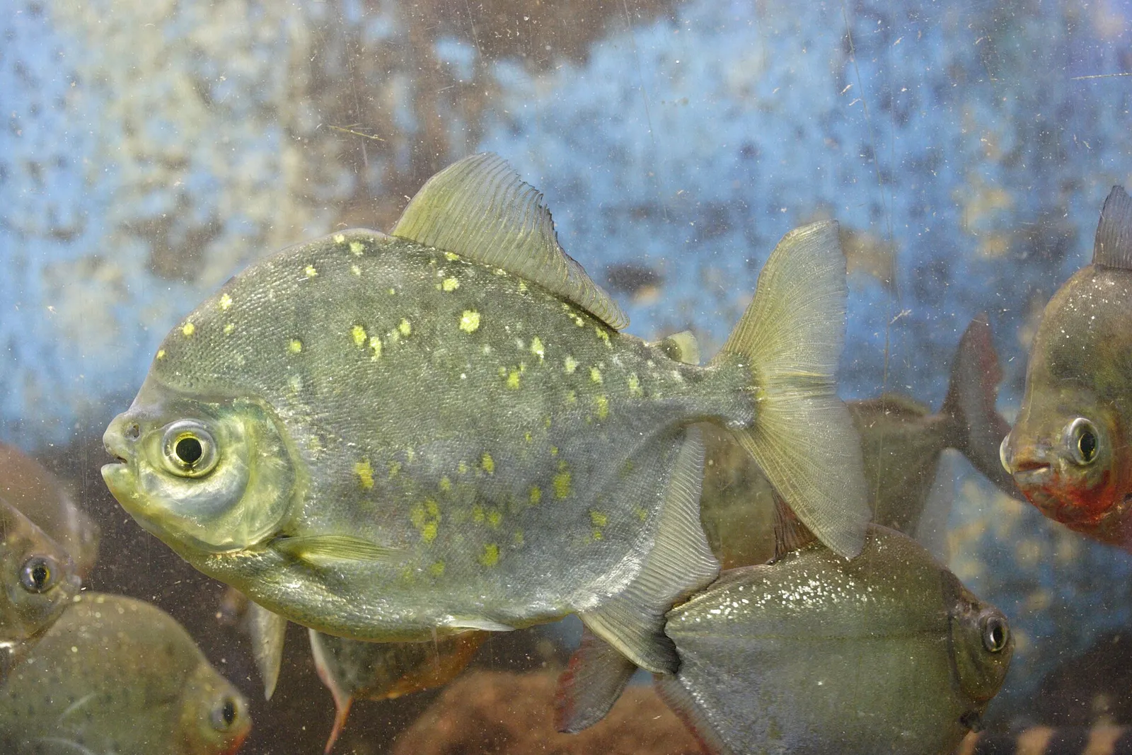 Red hook silver dollar (Myloplus rubripinnis)