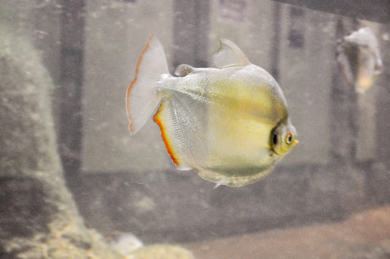 Silver mylossoma (Mylossoma duriventre)