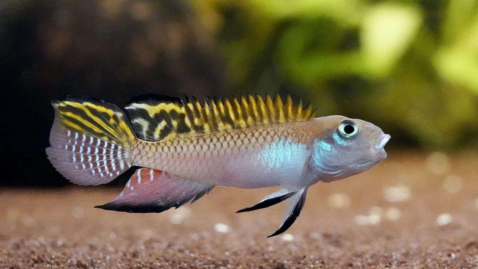 Nanochromis splendens