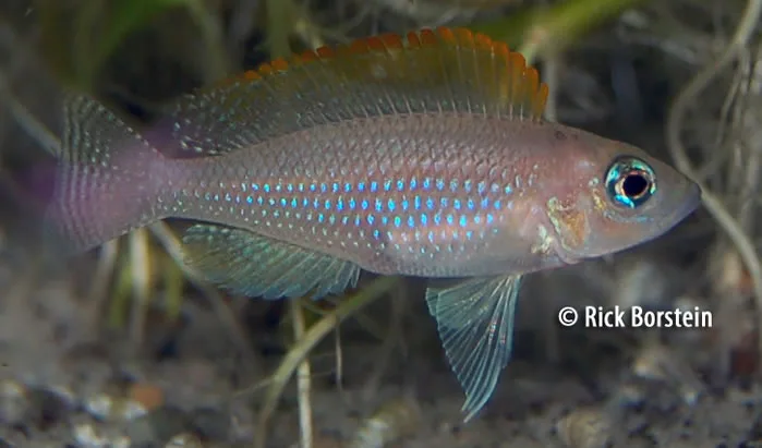 Neolamprologus caudopunctatus