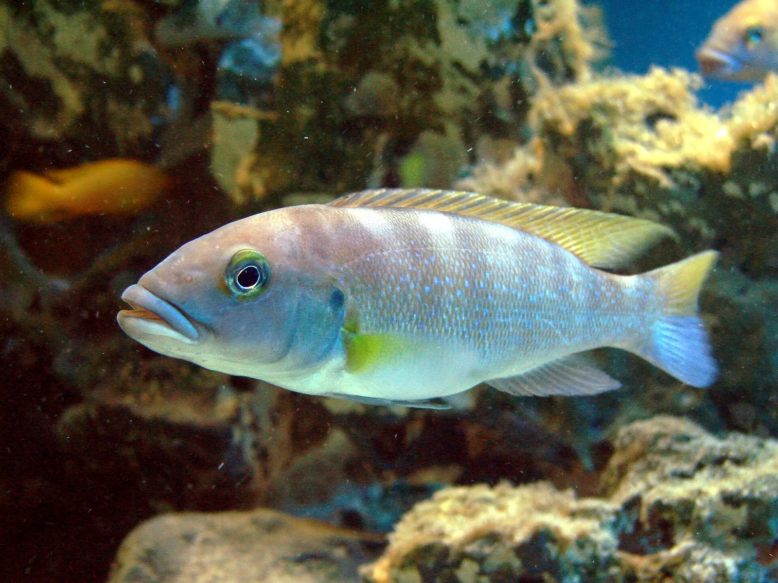 Cunnington's cichlid (Neolamprologus cunningtoni)