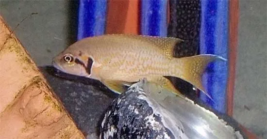 Neolamprologus helianthus