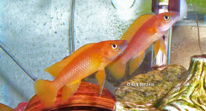 Neolamprologus leleupi sp.