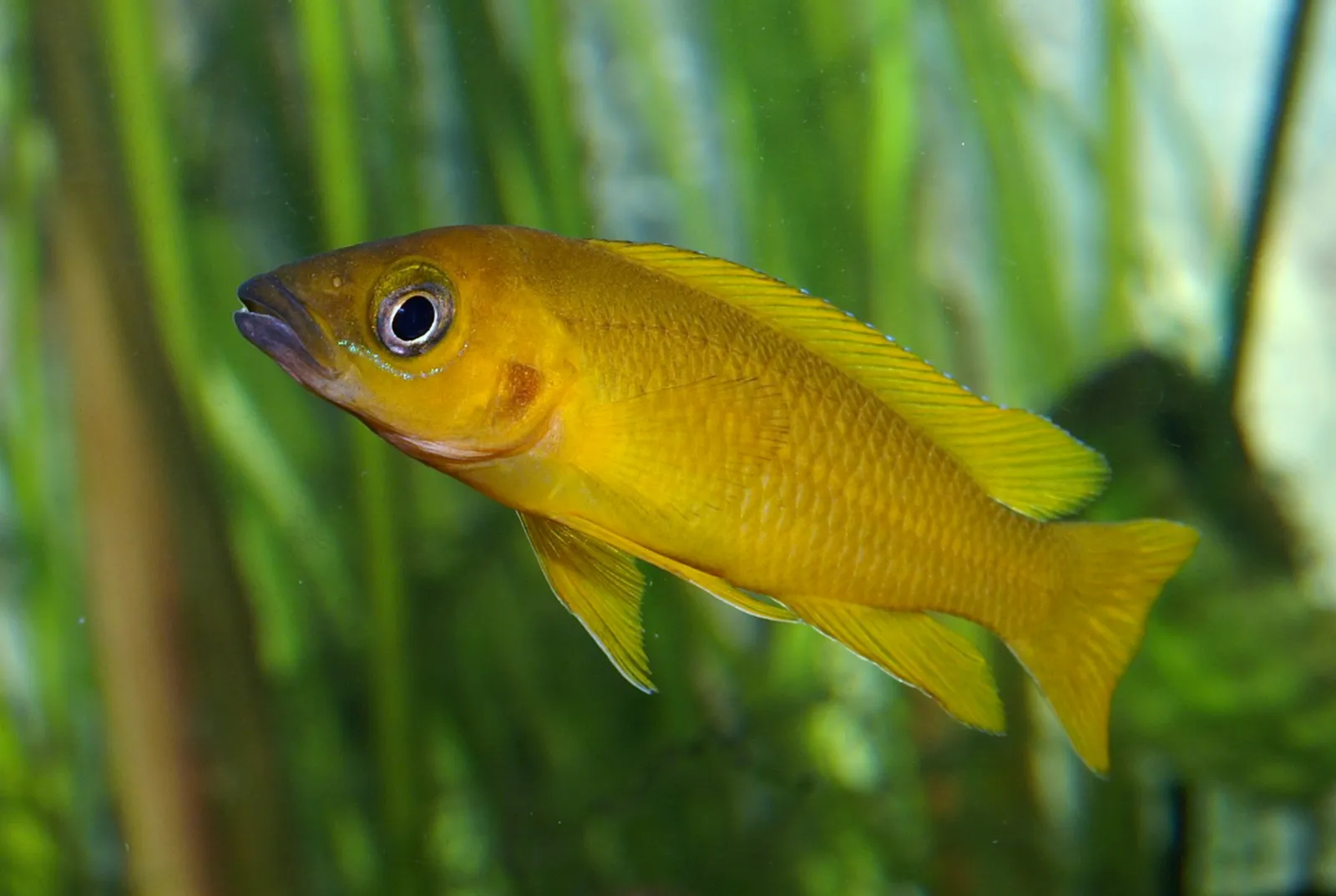 Elongated lemon cichlid (Neolamprologus longior)