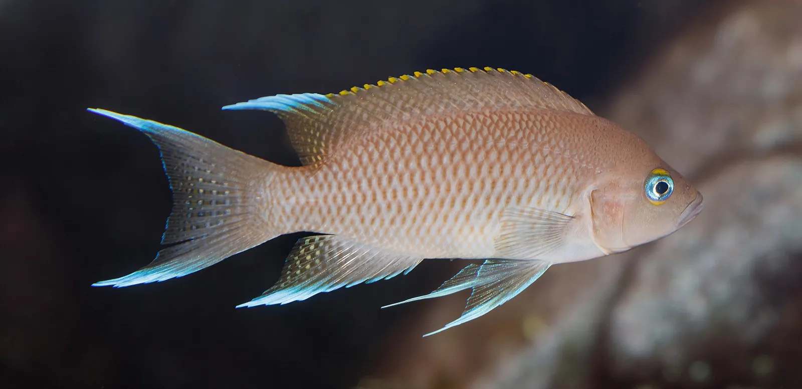 White tip cichlid (Neolamprologus marunguensis)