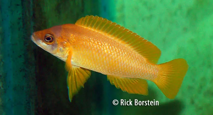 Neolamprologus mustax