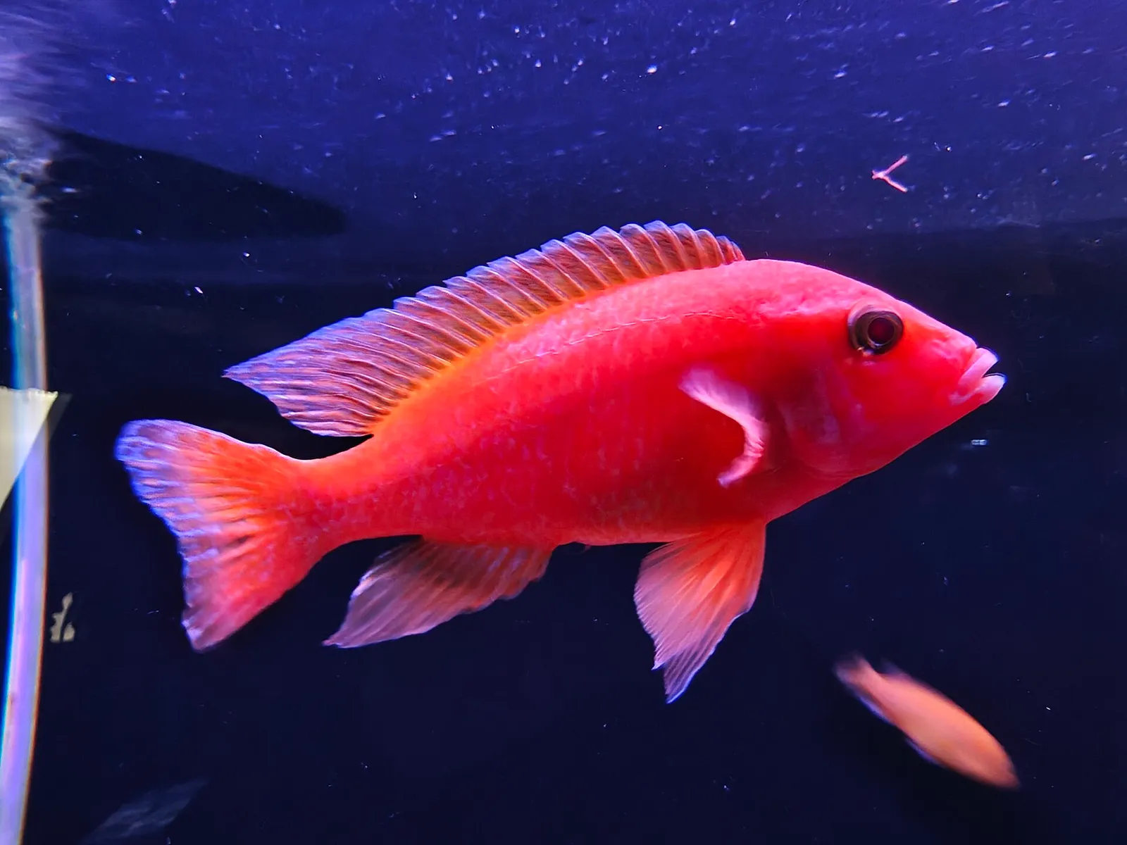 Daffodil cichlid (Neolamprologus pulcher)