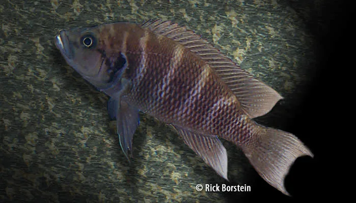 Neolamprologus savoryi