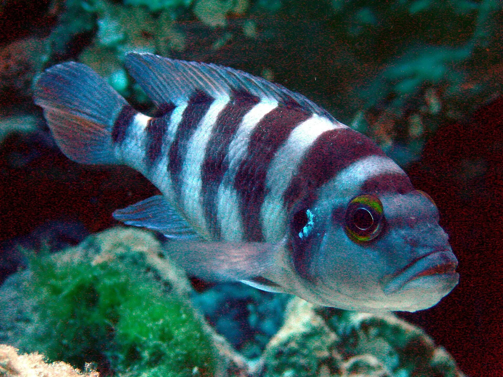 Six-bar cichlid (Neolamprologus sexfasciatus)