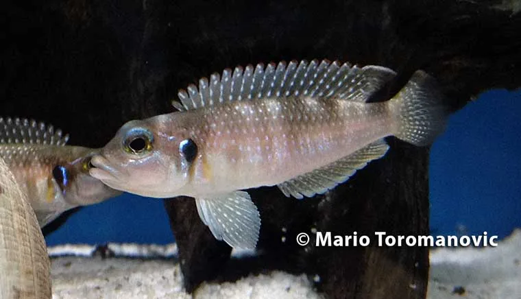 Lamprologus meleagris Female