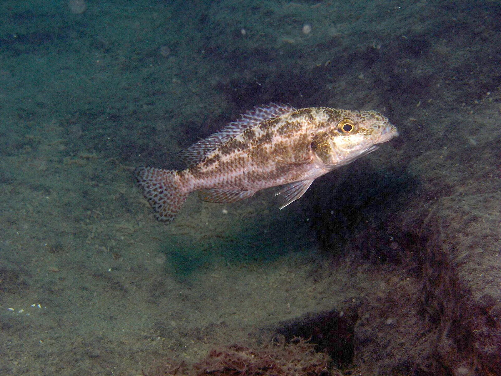 Nimbochromis linni