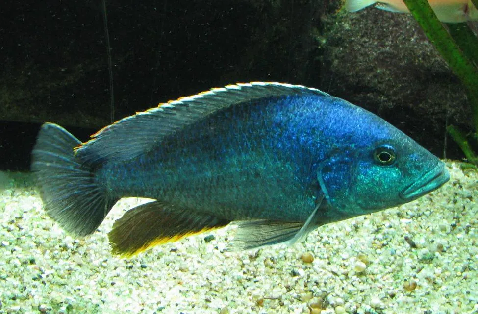 Hyena Cichlid (Nimbochromis polystigma)