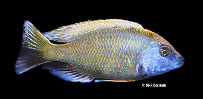 Nimbochromis venustus Male