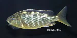 Nimbochromis venustus Female