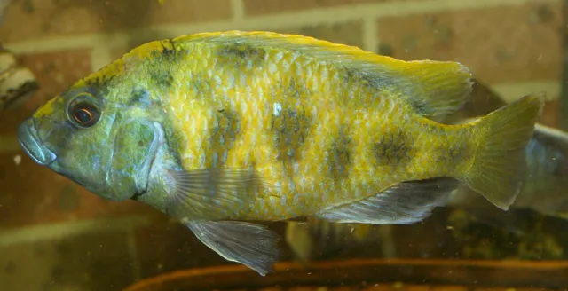 Venustus (Nimbochromis venustus)