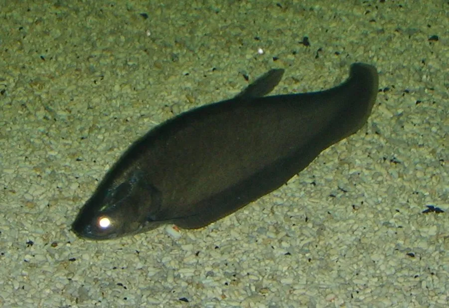 Bronze featherback (Notopterus notopterus)