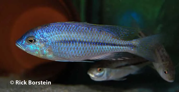 Nyassachromis prostoma Male