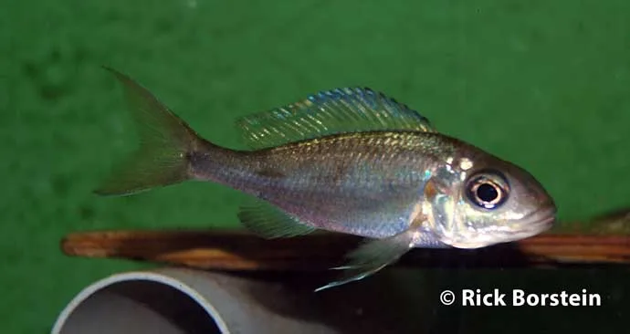 Opthalmotilapia ventralis