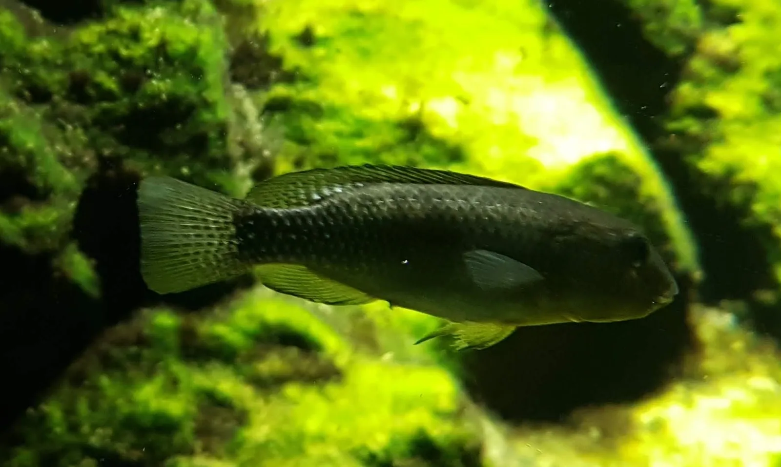 Oreochromis alcalicus
