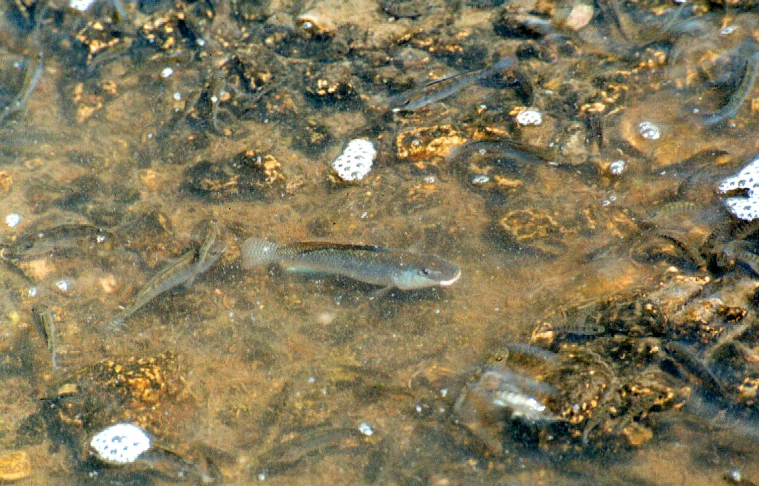 Oreochromis grahami