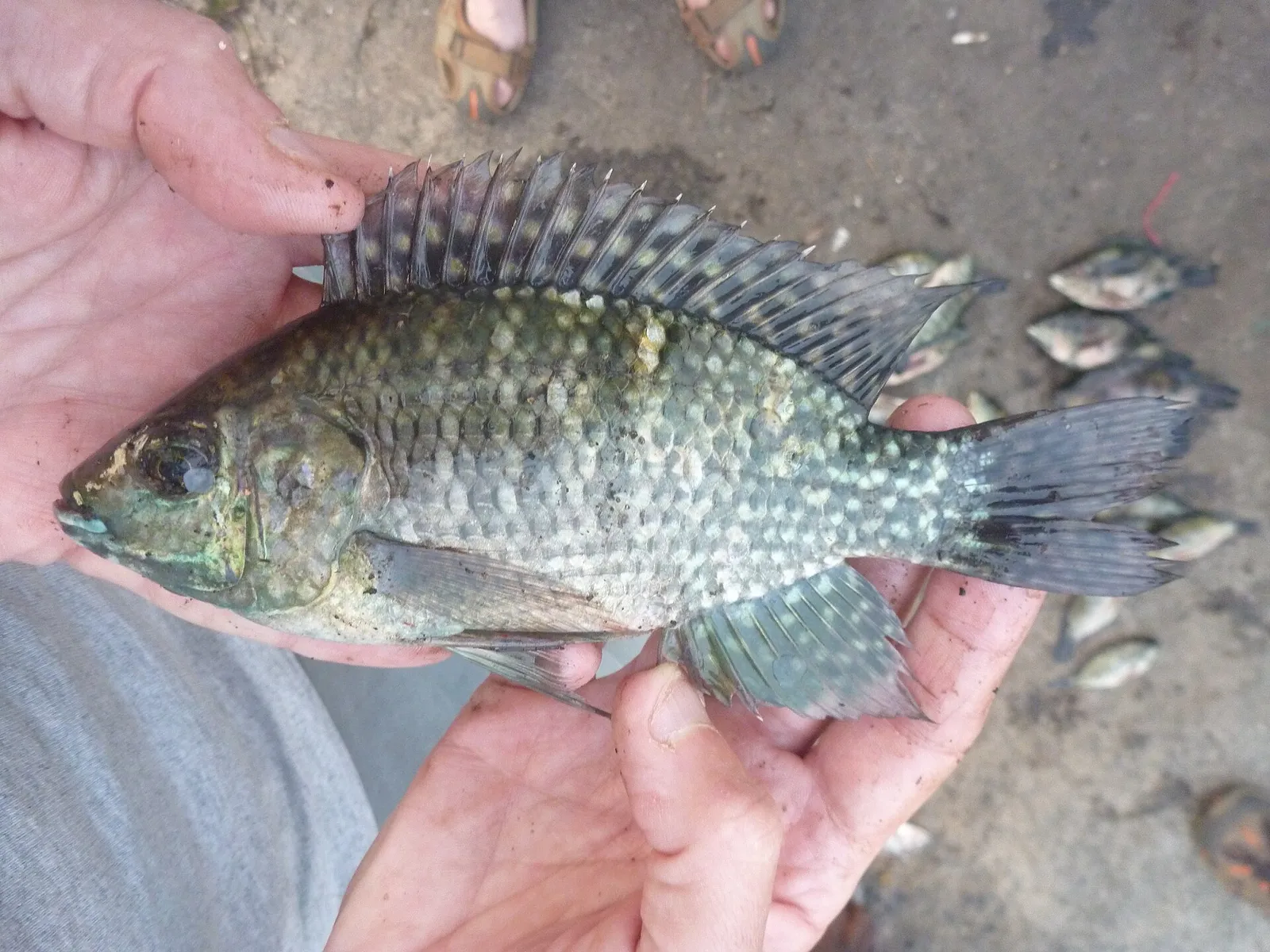 Blue-spotted Tilapia (Oreochromis leucostictus)