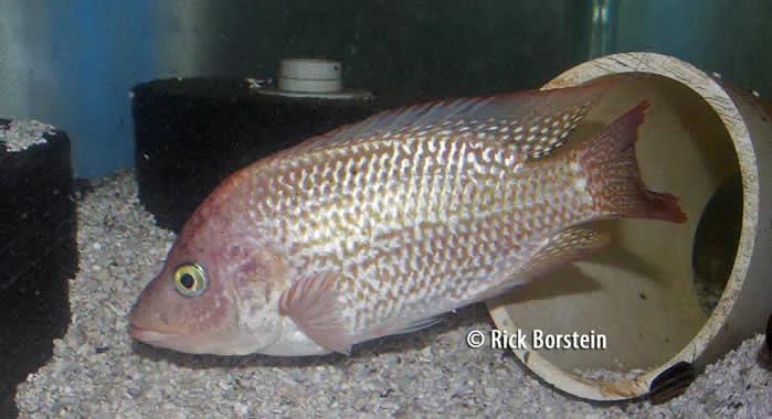 Oreochromis mossambicus