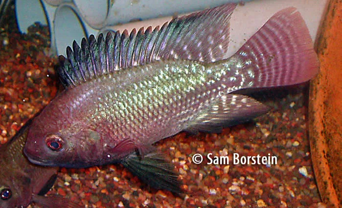 Oreochromis niloticus baringoensis