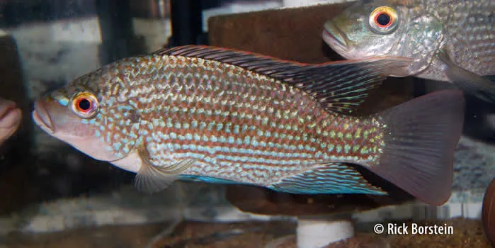 Oreochromis tanganicae