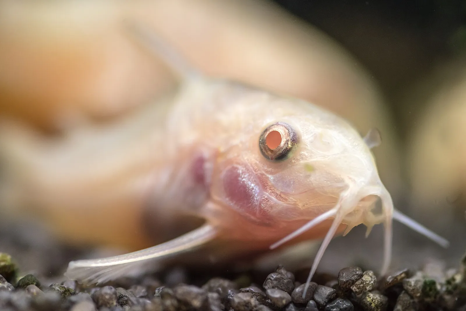 Bronze corydoras (Osteogaster aenea)