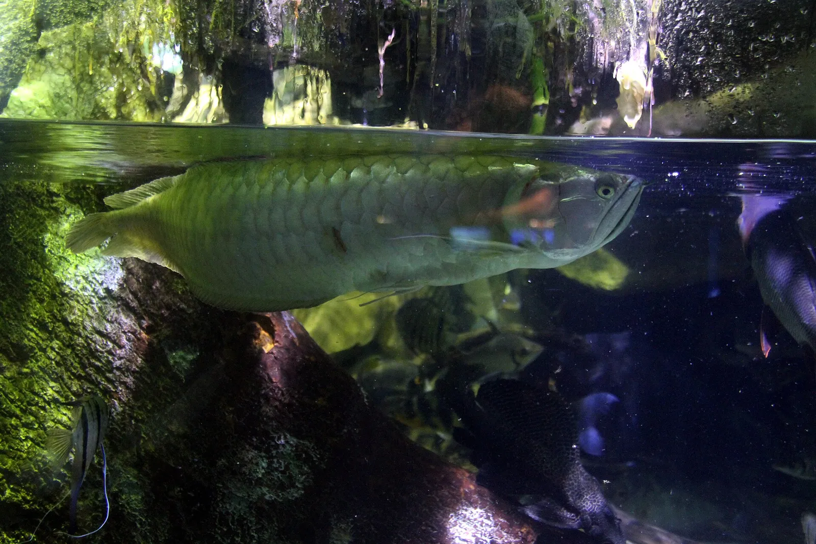 Silver arowana (Osteoglossum bicirrhosum)