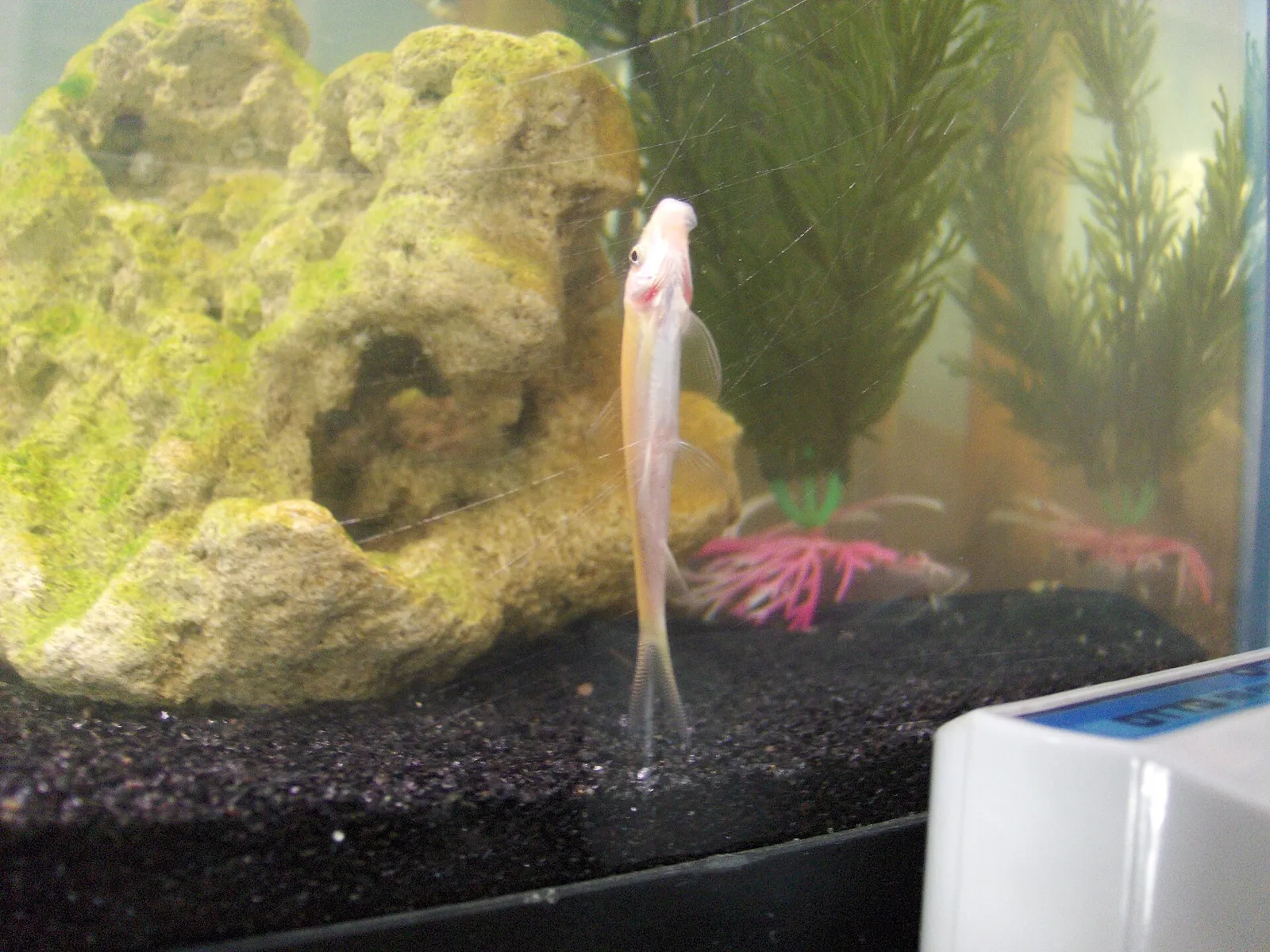 Golden Otocinclus (Otocinclus affinis)