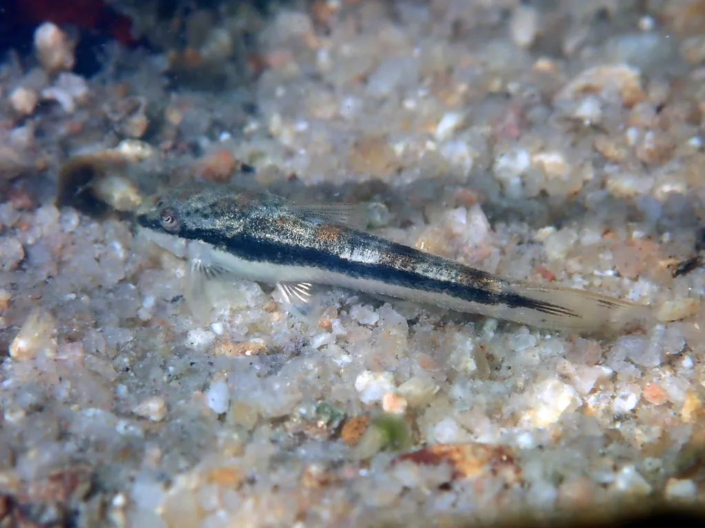 Parnaíba Oto (Otocinclus hasemani)