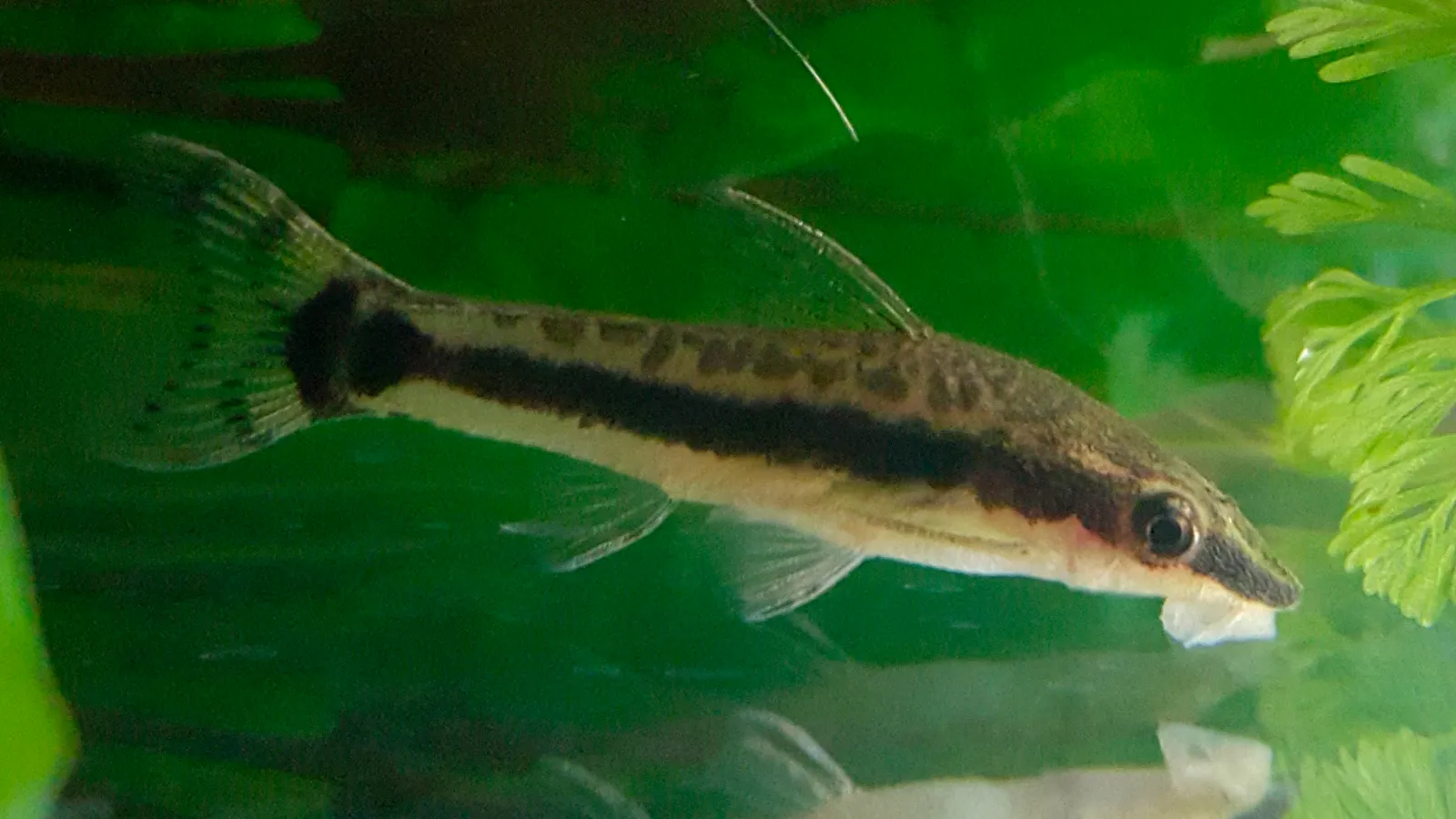 Pebas Oto (Otocinclus vestitus)